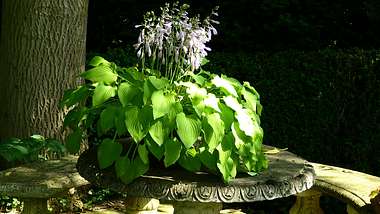 Schattenpflanzen - Foto: Hans / pixabay