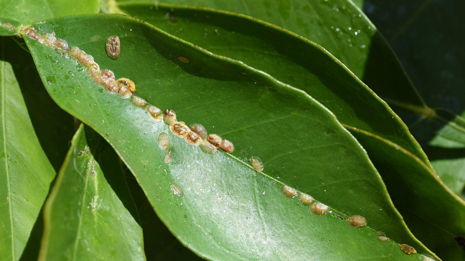 begonie zimmerpflanze standort Begonie Lima Love - Begonia rex Beleaf Lima Love main image 0
