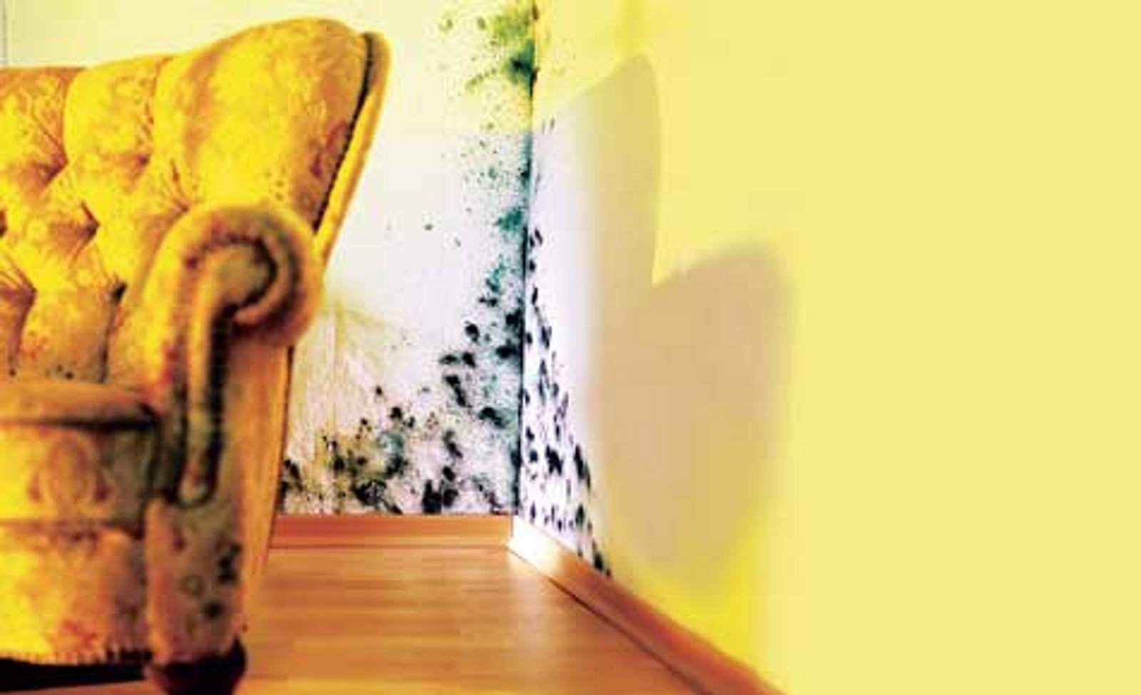 Schimmel in der Wohnung | selbst.de