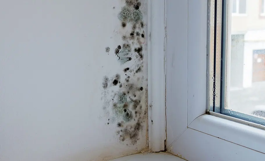 Schimmel am Fenster