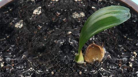 Schimmel auf Blumenerde