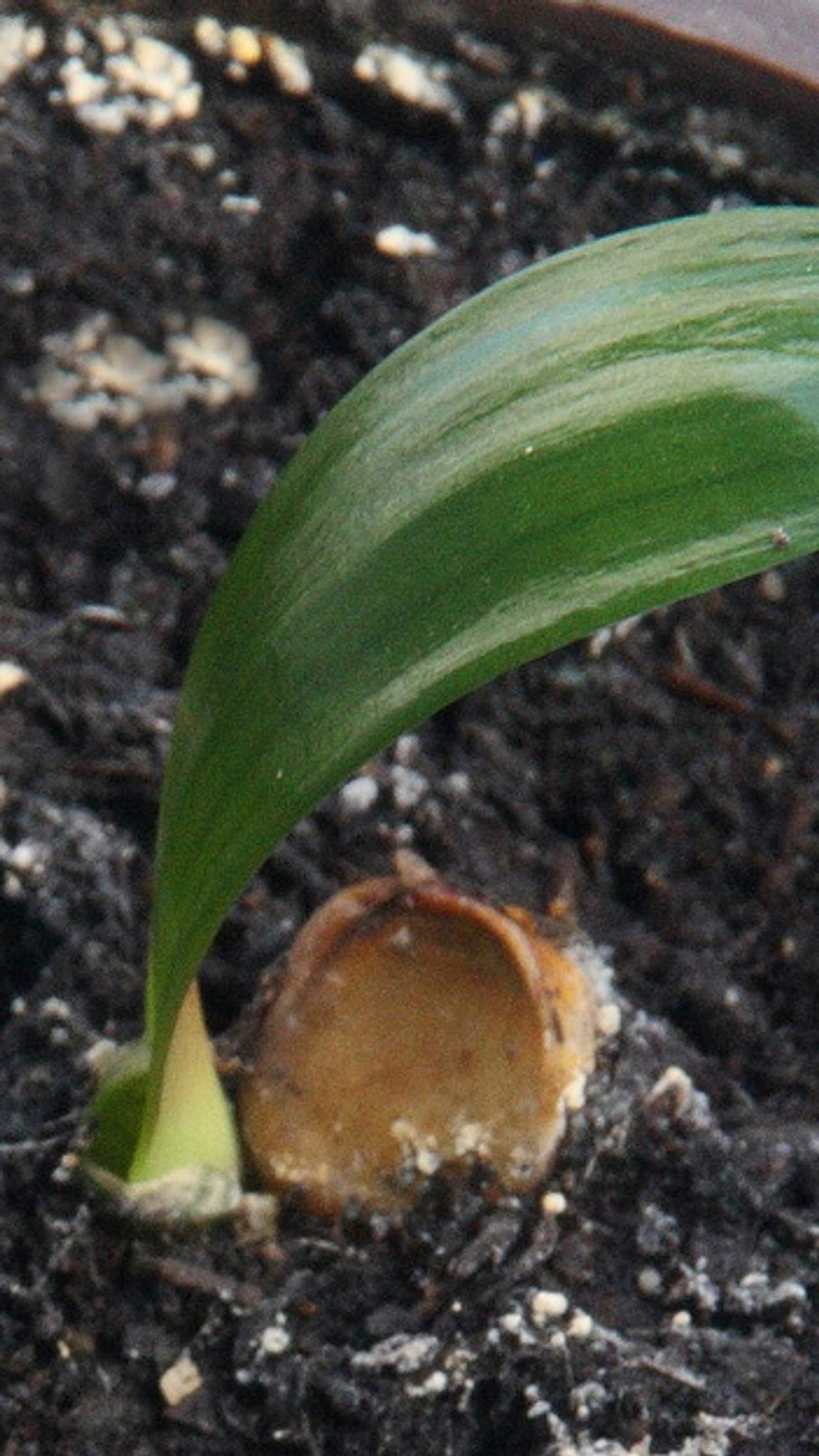 Schnelle Hilfe bei Schimmel auf Blumenerde | Selbst