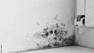Beseitigen Sie die Schimmelsporen bevor sich Schimmel bildet! - Foto: iStock / gipi23 Beseitigen Sie die Schimmelsporen bevor sich Schimmel bildet! - Foto: iStock / gipi23
