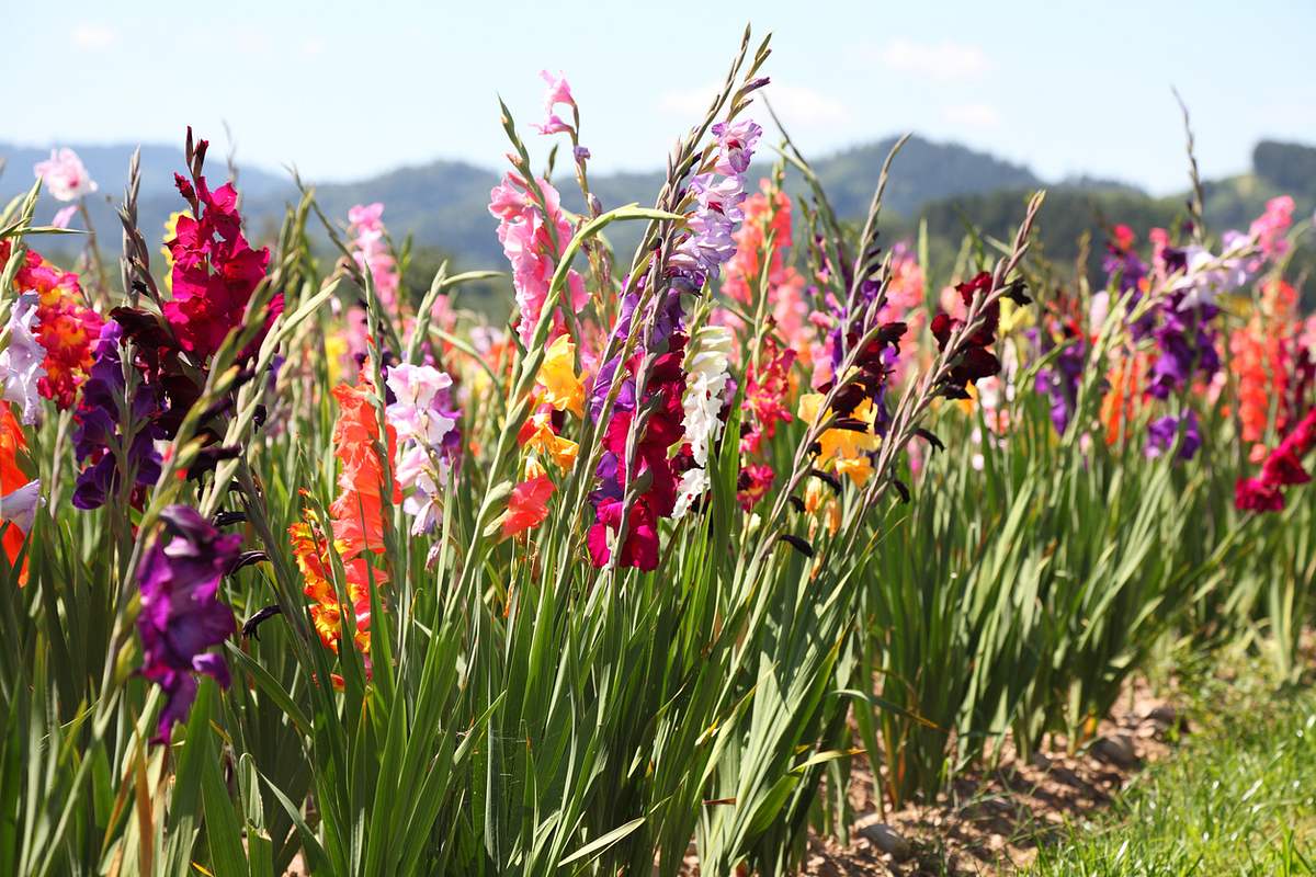 bunte Gladiolen in einer Reihe gepflanzt. Lila, rosa, violett, gelb, orange