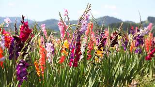 bunte Gladiolen in einer Reihe gepflanzt. Lila, rosa, violett, gelb, orange - Foto: iStock / schmitzOlaf
