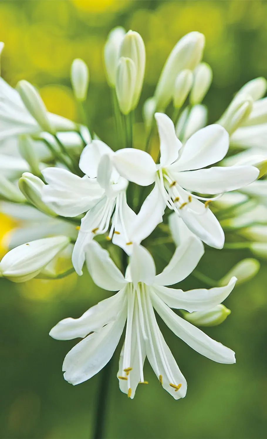Gartenblume Lilie