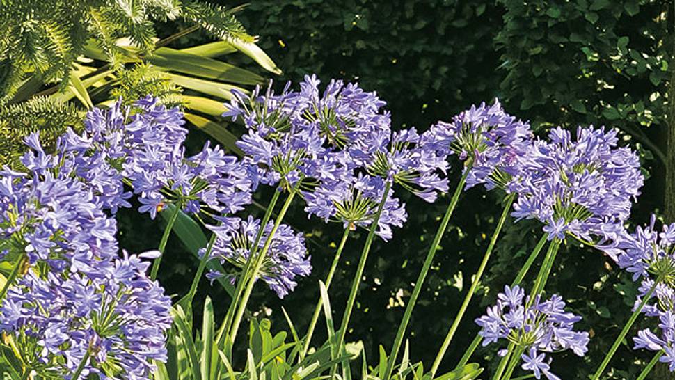 Schmucklilien im Pflanzkübel - Foto: sidm / TH