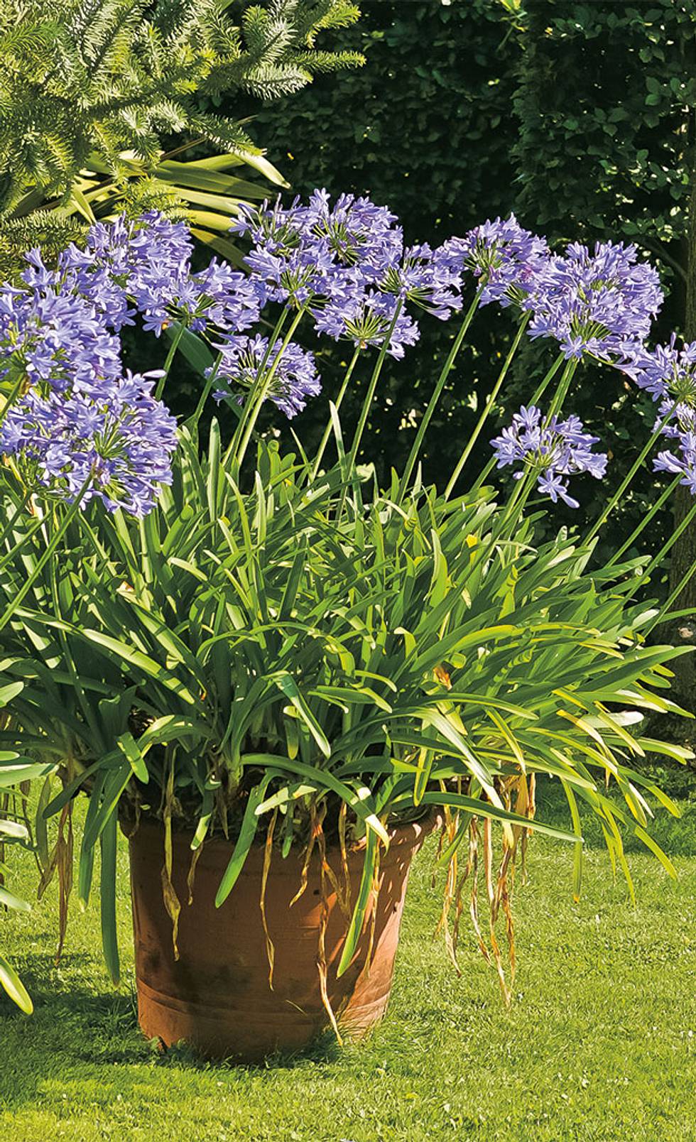 dünger für rosen Gartencoach Rosendünger 5 kg – Nährstoffe für gesunde Rosen & langanha –  Der Gartencoach