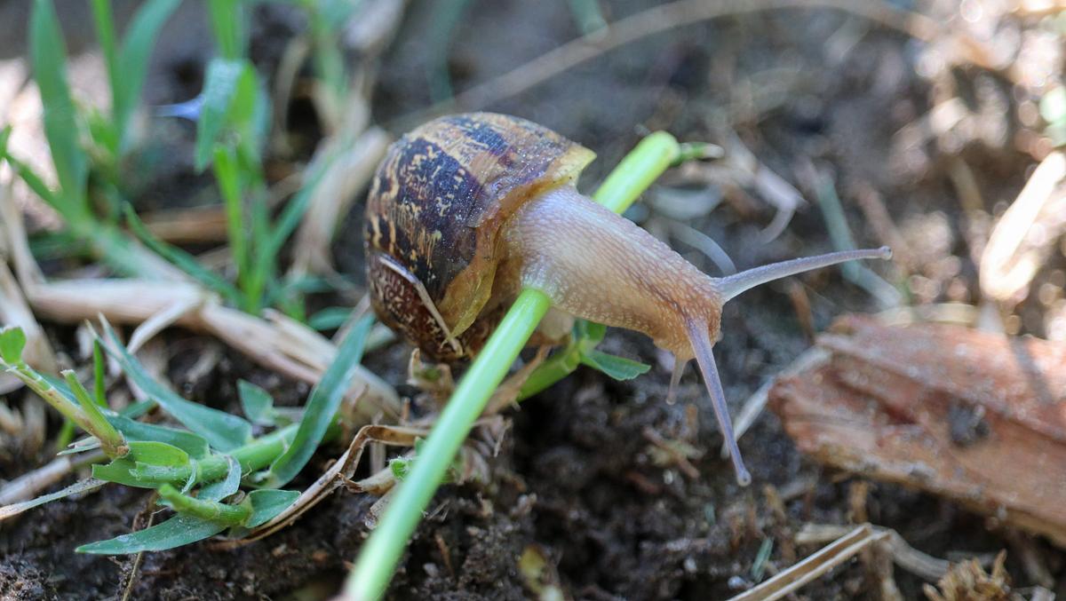 unschädliche Gehäuseschnecke klettert über Grashalm unschädliche Gehäuseschnecke klettert über Grashalm
