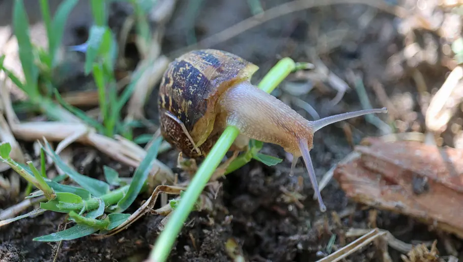 unschädliche Gehäuseschnecke klettert über Grashalm