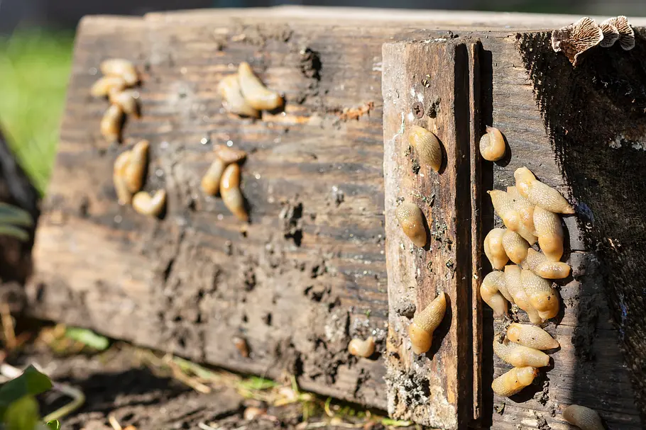 Schnecken absammeln: Unter einem feuchten Holzbrett haben Schnecken über Nacht Schutz gefunden, jetzt lassen sie sich leicht absammeln