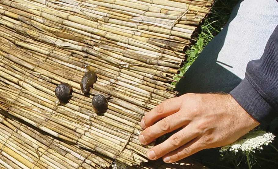 Schnecken absammeln Schnecken absammeln