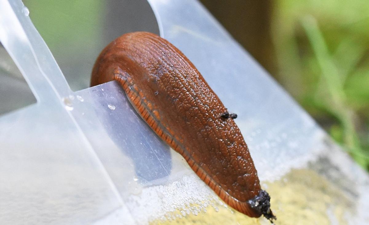 Schneckenfalle mit Bier Schneckenfalle mit Bier