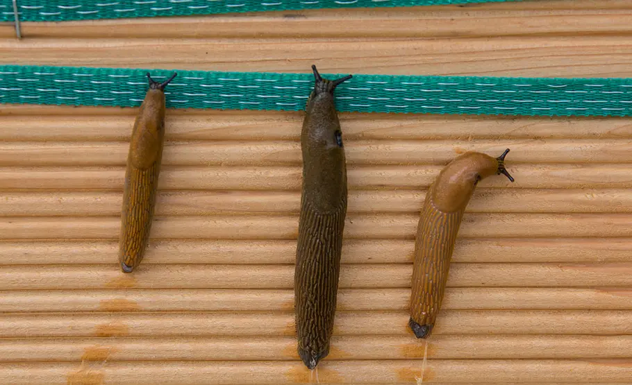 Schneckenzaun fürs Hochbeet Schnecken-Abwehr