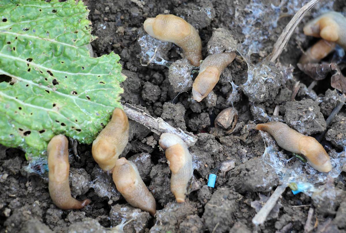 verendenden Schnecken im Beet Diese Schnecken haben Schneckenkorn gefressen: die hohe Schleimproduktion zeigt, dass die Tiere das Gift aufgenommen haben und sterben