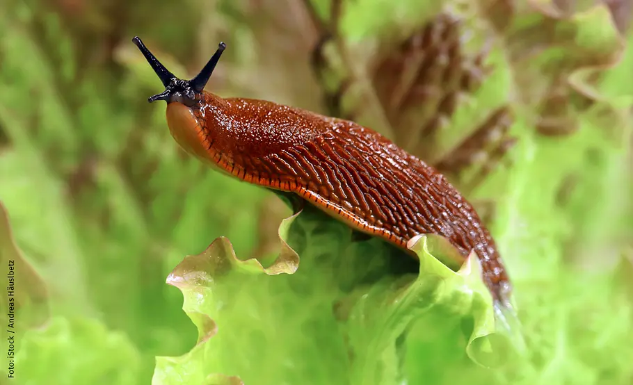 Schnecke balanciert auf einem Salatblatt und guckt frech in die Kamera