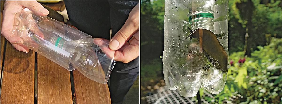 Lebendfalle für Schnecken bauen Lebendfalle für Schnecken aus alter PET-Flasche bauen