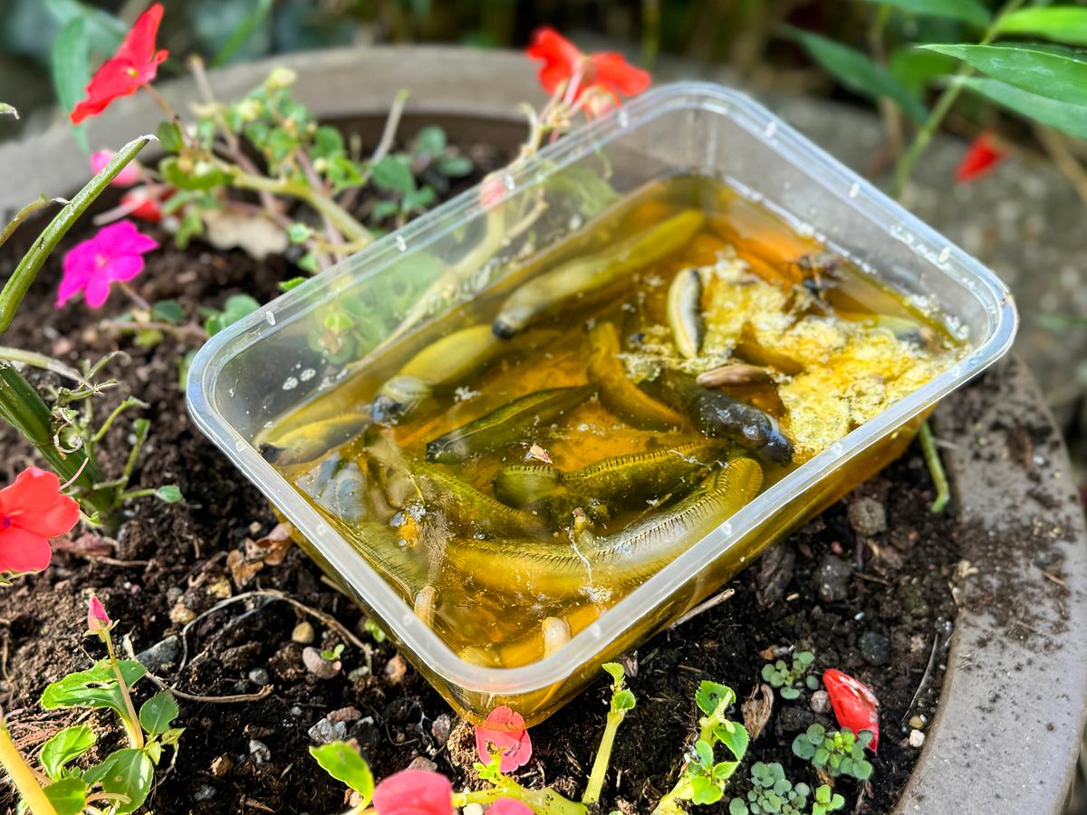in der offenen Bierfalle, die im Blumenkübel aufgestellt wurde, sind viele Schnecken verendet