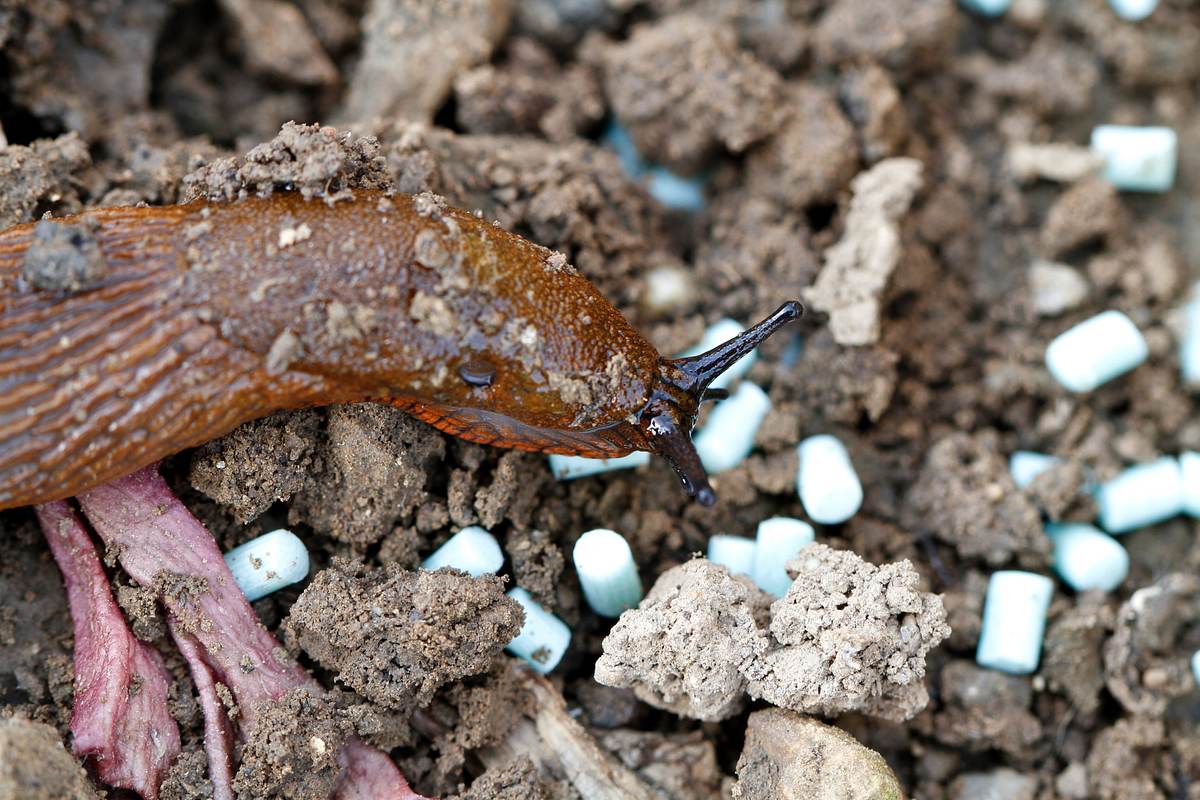 Schneckenkorn im Beet Eine braune Nacktschnecke schnuppert an Schneckenkorn im Beet – die typisch blaugefärbten Körnchen bekämpfen Nacktschnecken effizient