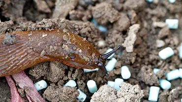 Eine braune Nacktschnecke schnuppert an Schneckenkorn im Beet – die typisch blaugefärbten Körnchen bekämpfen Nacktschnecken effizient - Foto: iStock / BerndLang Eine braune Nacktschnecke schnuppert an Schneckenkorn im Beet – die typisch blaugefärbten Körnchen bekämpfen Nacktschnecken effizient - Foto: iStock / BerndLang