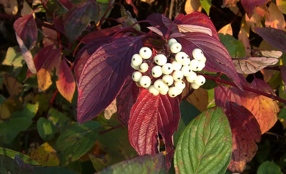 Beeren der Schneebeere Beeren an Giftpflanzen