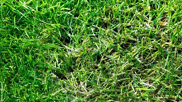 Weißes Pilzgeflecht auf grünem Rasen - Foto: iStock / Fokusiert Weißes Pilzgeflecht auf grünem Rasen - Foto: iStock / Fokusiert