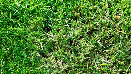 Weißes Pilzgeflecht auf grünem Rasen - Foto: iStock / Fokusiert