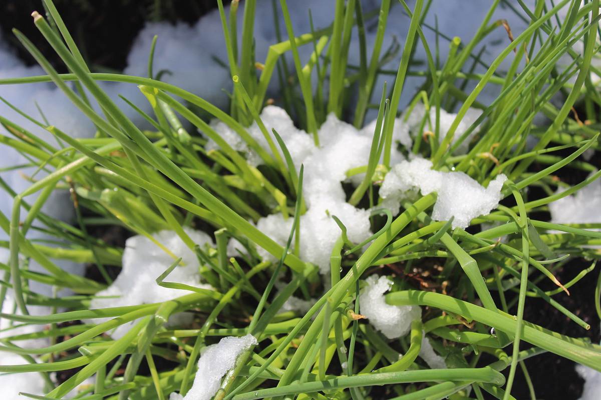 Schnittlauch mit Schnee zwischen den grünen Halmen von oben fotografiert