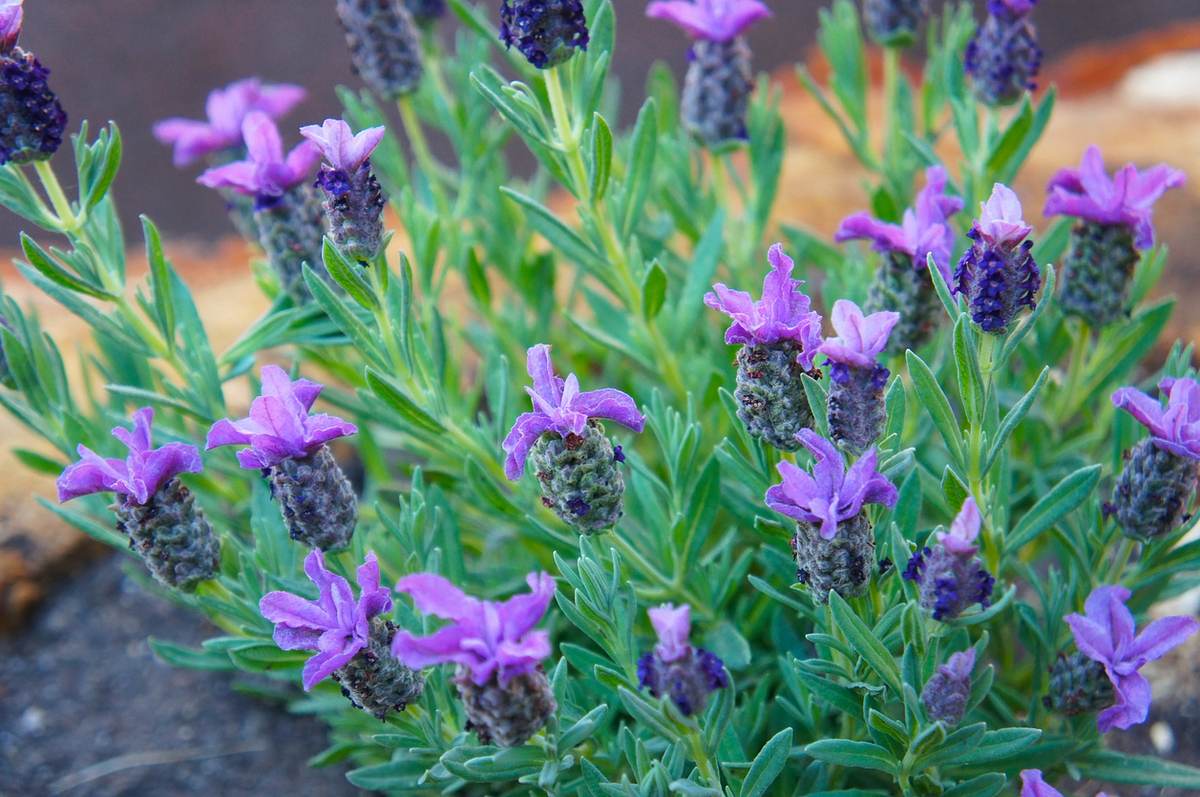 Schopflavendel (Lavandula stoechas)