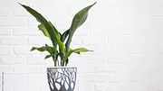 Schusterpalme - Foto: iStock / Ольга Симонова Schusterpalme - Foto: iStock / Ольга Симонова