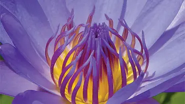 Seerose | selbst.de Seerose | selbst.de