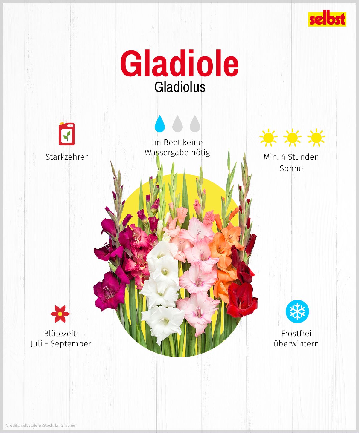 Gladiole mit den wichtigsten Eigenschaften: Mindestens 4 Stunden Sonne, Starkzehrer, Juli-September Blütezeit