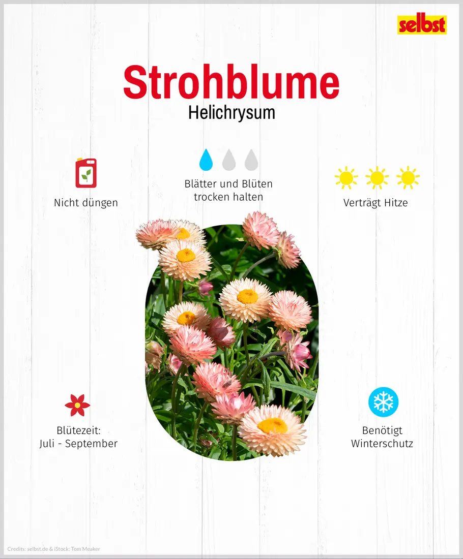 Pflanzenportrait Strohblume: Standort, Dünger, Blütezeit, Gießen und Winterschutz
