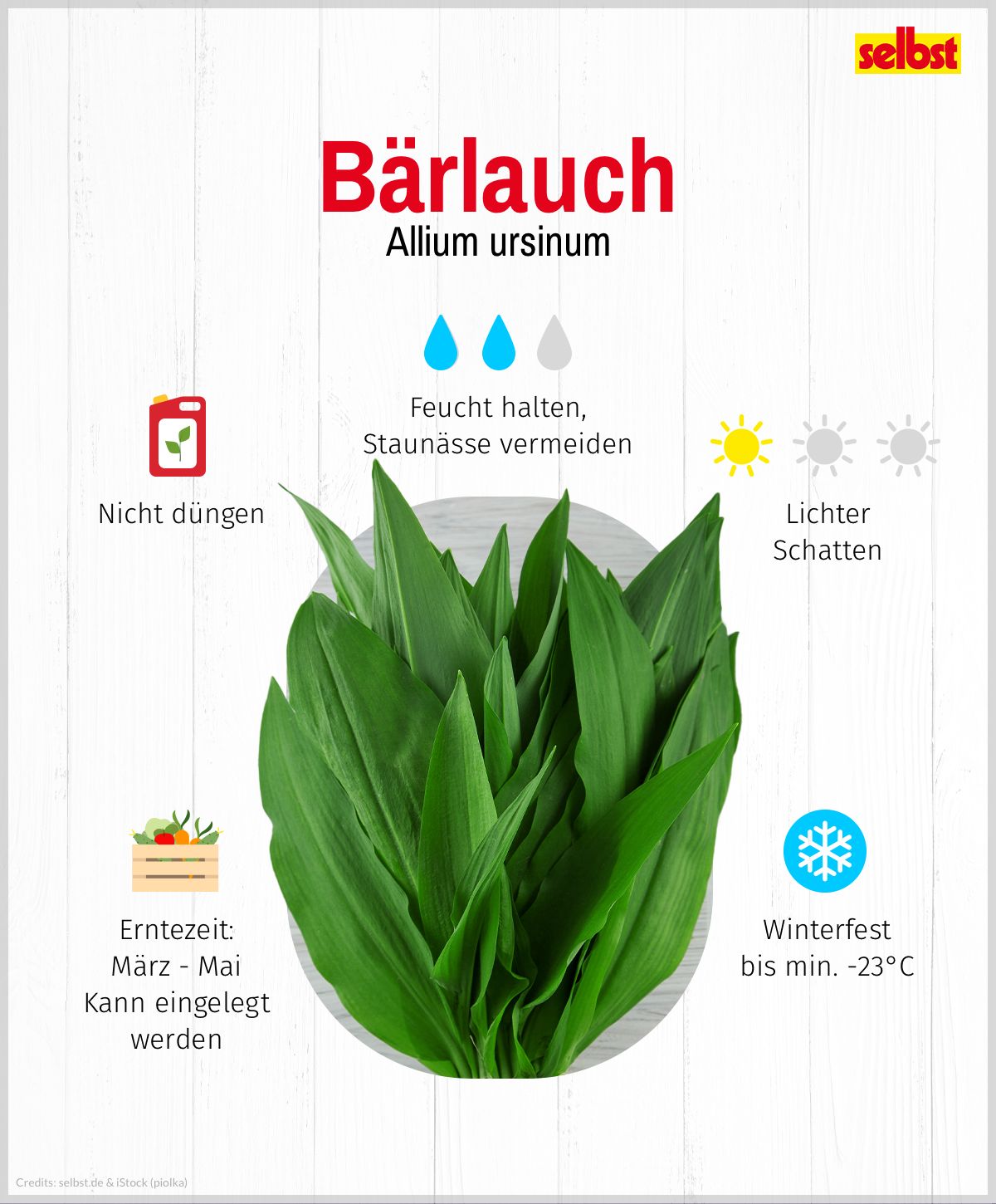 Bärlauch pflegen: Nicht düngen, feucht halten, Staunässe vermeiden, lichter Schatten, winterfest bis min. -23°C, Erntezeit März bis Mai, kann eingelegt werden