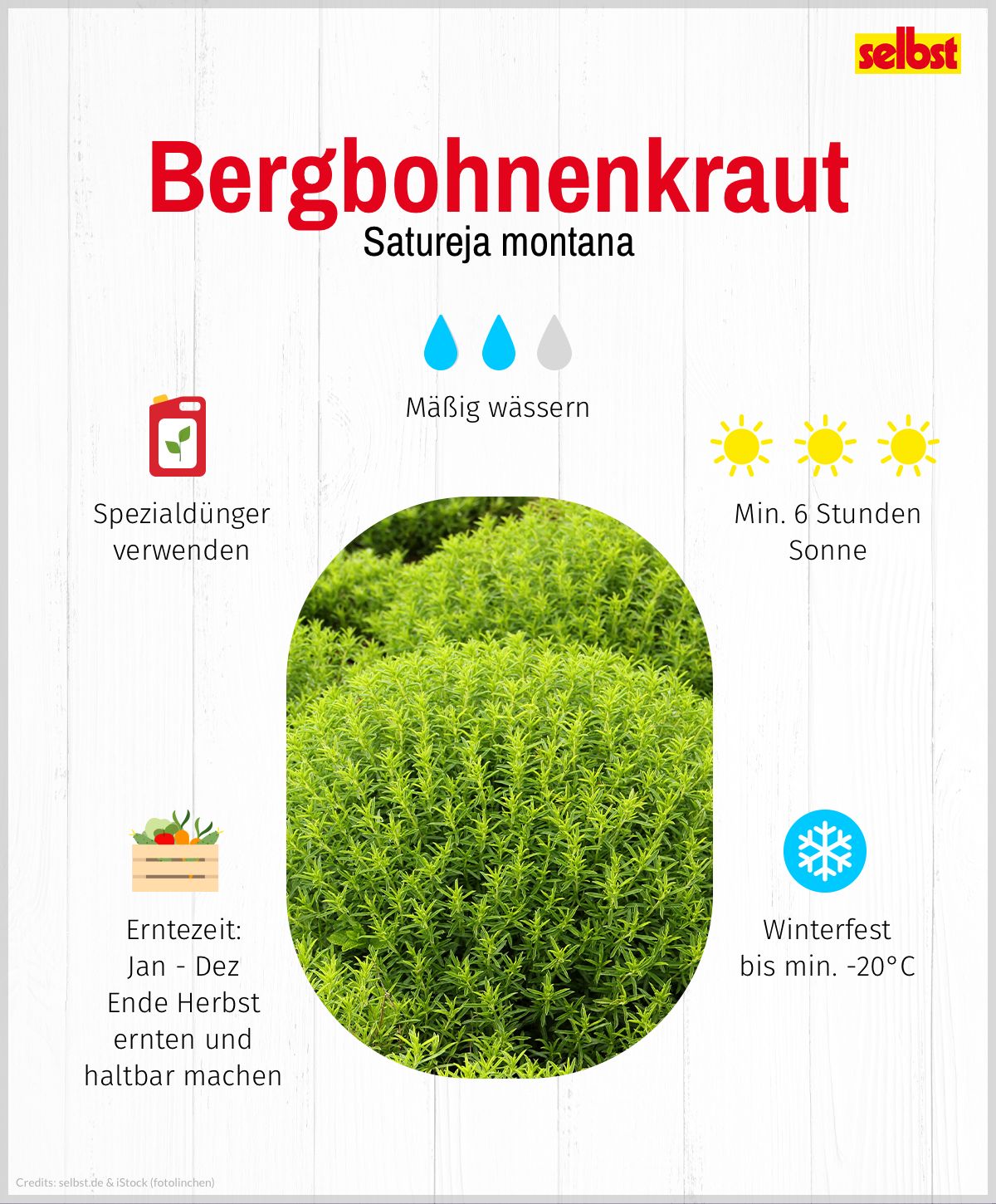 Bergbohnenkraut: Spezialdünger verwenden, mäßig wässern, min. 6 Stunden Sonne, winterfest bis min. -20°C, Erntezeit ganzjährig, Ende Herbst ernten und haltbar machen