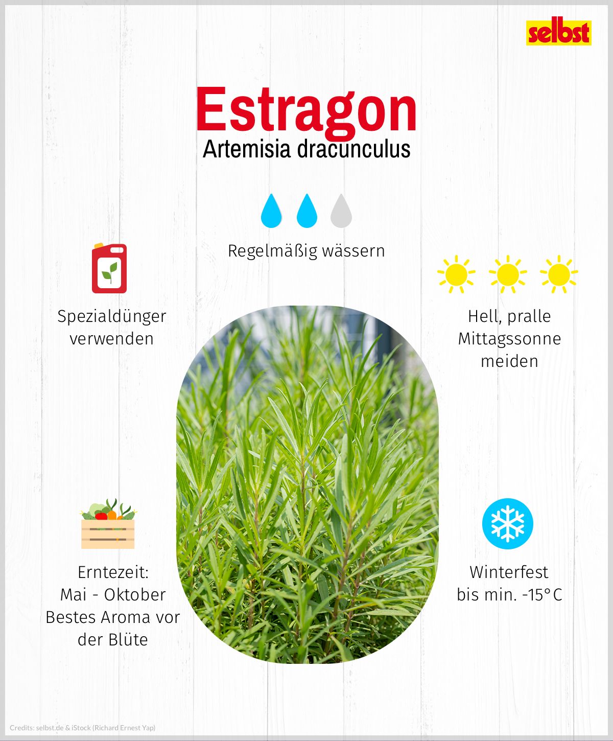 Estragon: Spezialdünger verwenden, regelmäßig wässern, sonnig: hell, pralle Mittagssone meiden, winterfest bis min. -15°C, Erntezeit von Mai bis Oktober, bestes Aroma vor der Blüte