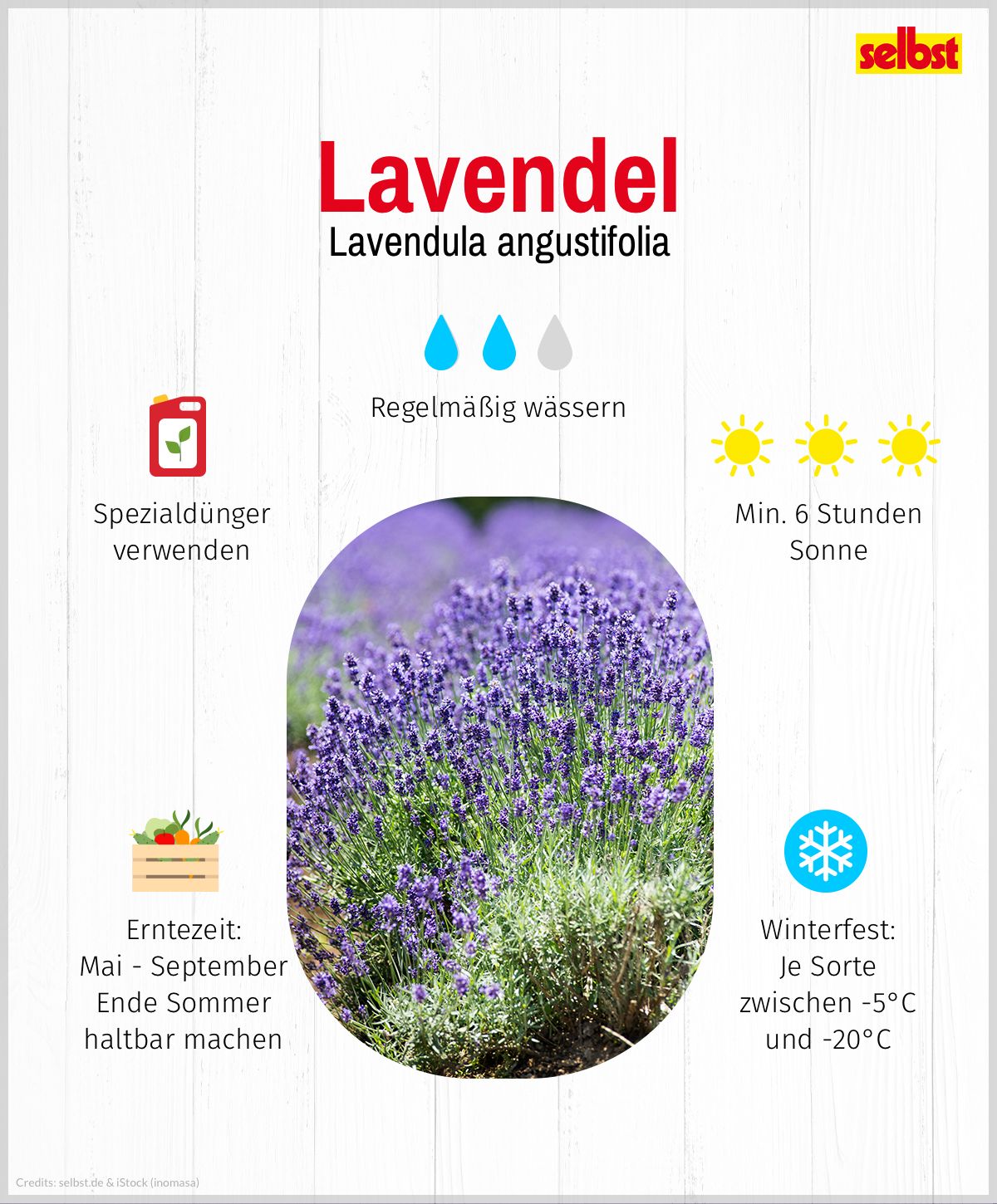 Lavendel: Spezialdünger verwenden, regelmäßig wässern, min. 6 Stunde am Tag, je nach Sorte zwischen -5°C und -20°C winterfest, Erntezeit: Mai bis September, Ende Sommer haltbar machen