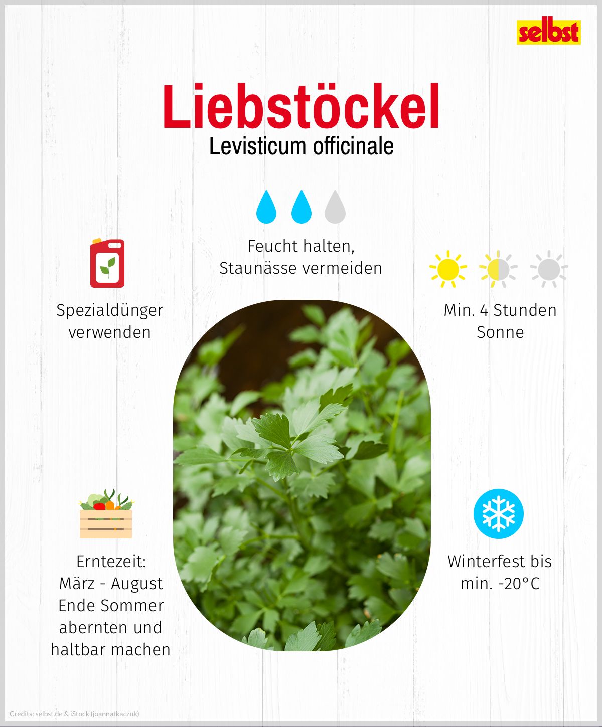 Liebstöckel: Spezialdünger verwenden, feucht halten, Staunässe vermeiden, Halbschatten, min. 4 Stunden Sonne, winterfest bis min -20°C, Erntezeit: März bis August, am Ende des Sommers abernten und haltbar machen