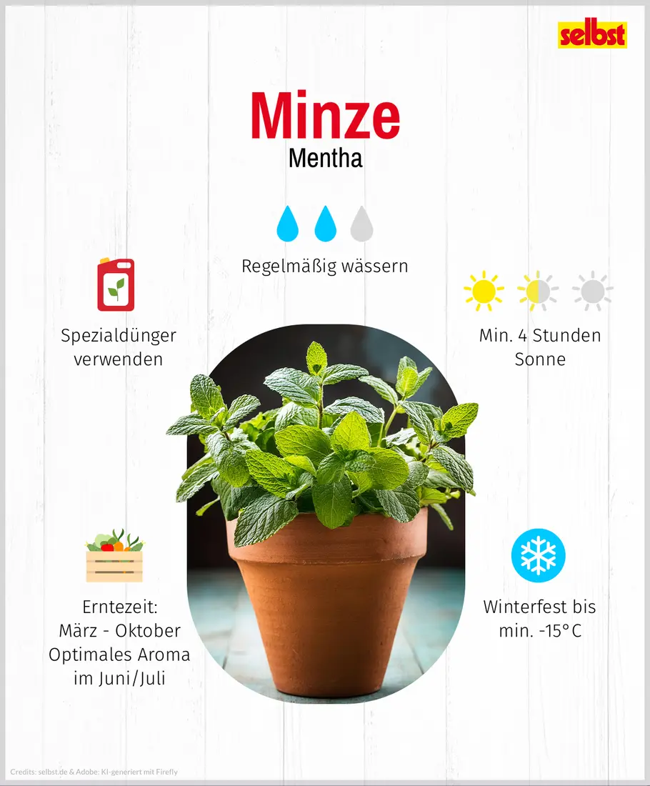 Minze Minze: Spezialdünger verwenden, regelmäßig wässern, min. 4 Stunden Sonne pro Tag, Erntezeit: März bis Oktober, optimales Aroma im Juni und Juli, Winterfest bis min. -15°C