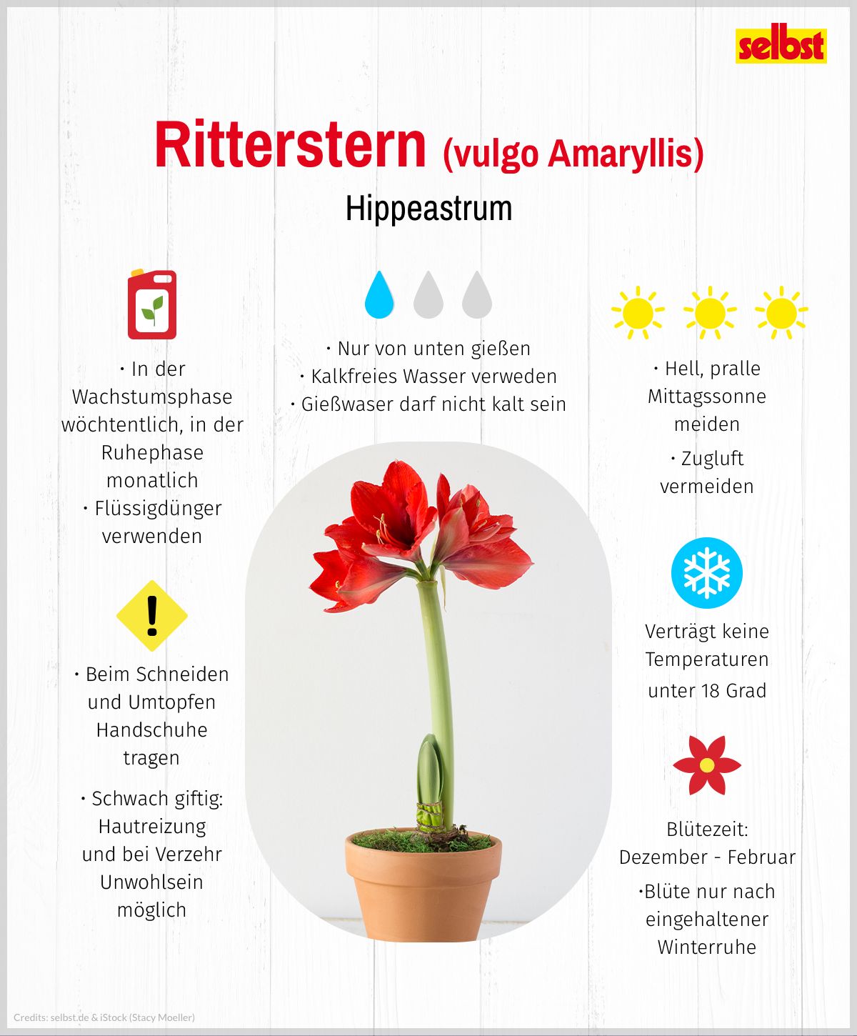 Pflanzenporträt Ritterstern