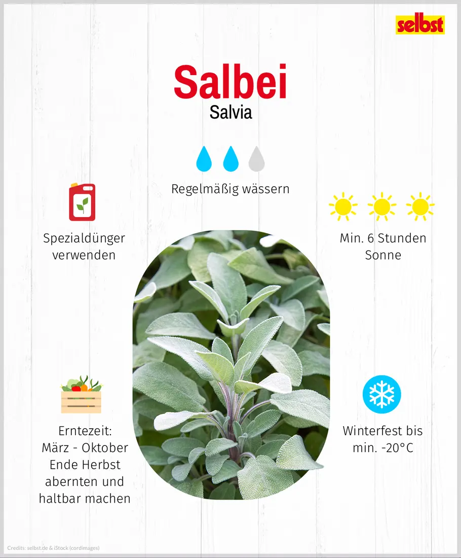 Salbei Salbei: Spezialdünger verwenden, regelmäßig wässern, min. 6 Stunden Sonne pro Tag, winterfest bis min. -20°C, Erntezeit März bis Oktober, Ende Herbst abernten und haltbar machen