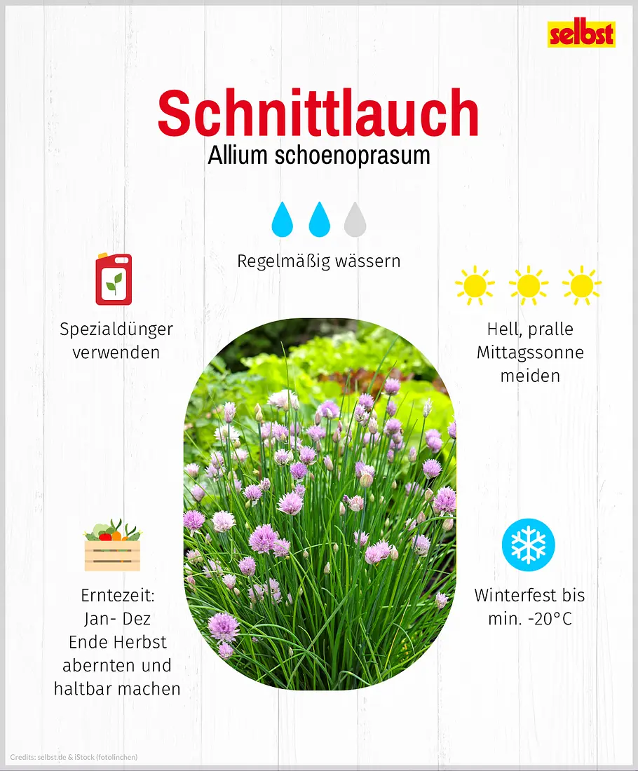 schnittlauch Schnittlauch: Spezialdünger verwenden, regelmäßig wässern, hell, pralle Mittagssonne vermeiden, winterfest bis min. -20°C, Erntezeit: ganzjährig, Ende Herbst abernten und haltbar machen