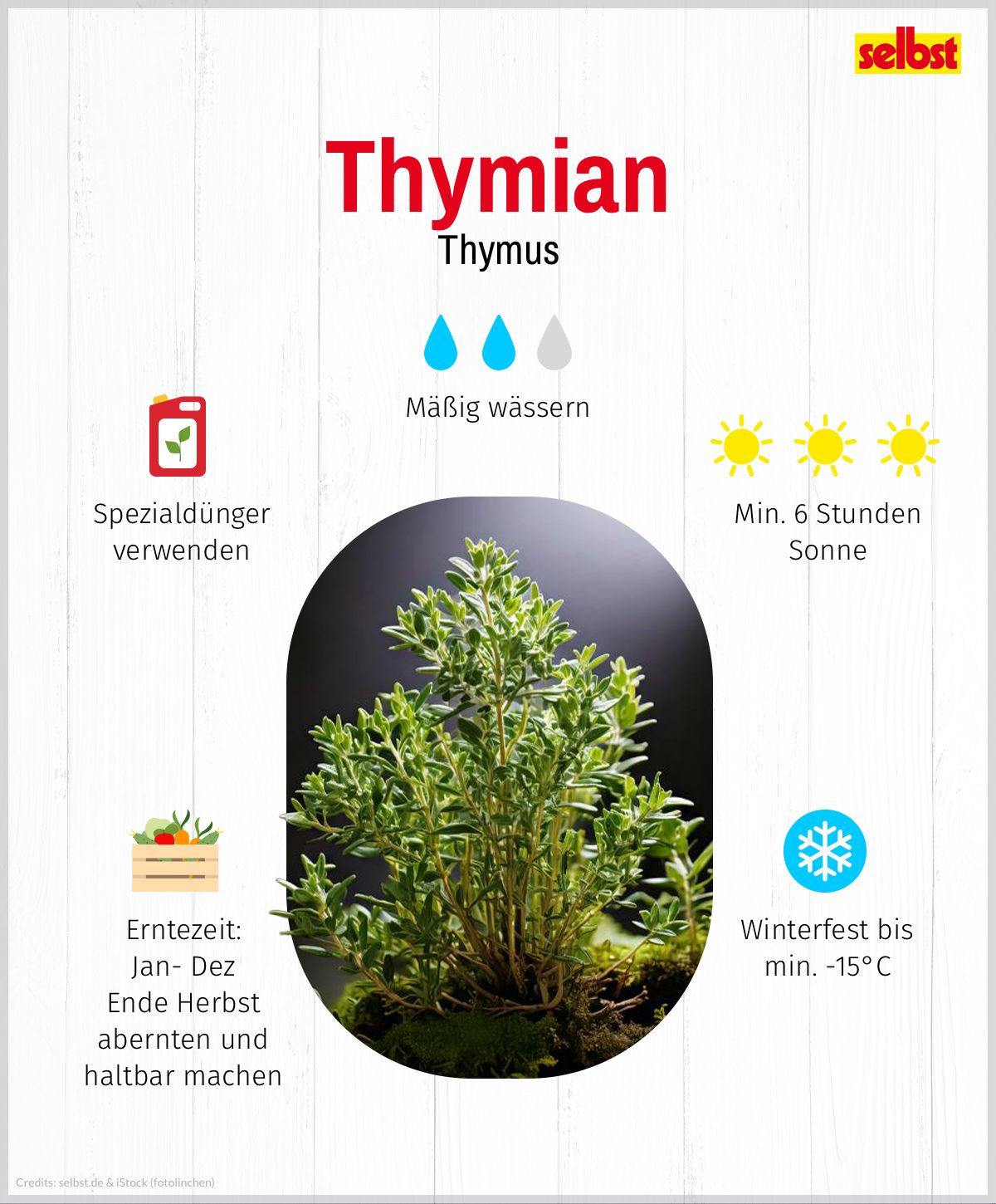 Thymian: Spezialdünger verwenden, mäßig wässern, min. 6 stunden Sonne pro Tag, winterfest bis min. -15°C, Erntezeit: ganzjährig, Ende Herbst abernten und haltbar machen