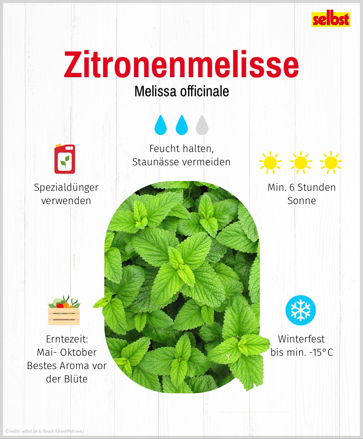 Zitronenmelisse: Spezialdünger verwenden, feucht halten, Staunässe vermeiden, min. 6 Stunden Sonne pro Tag, winterfest bis min. -15°C, Erntezeit Mai bis Oktober, bestes Aroma vor der Blüte