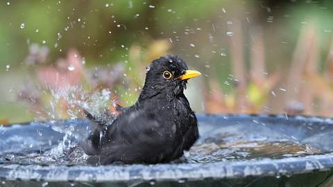 Vogelbad - Foto: scooperdigital / shutterstock