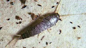Silberfische Silberfische