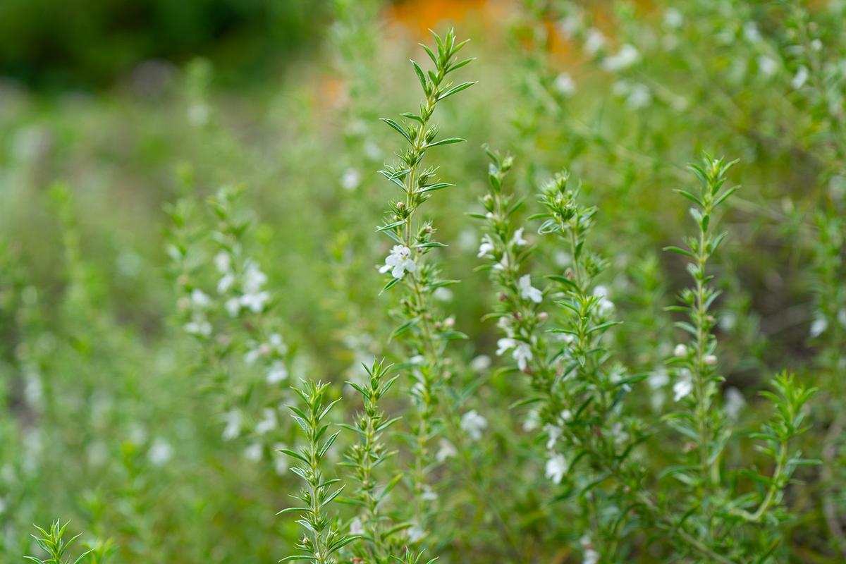 Satureja hortensis, einzelne Halme des Sommer-Bergbohnenkrauts mit weißen Blüten im Fokus. Unscharf im Hintergrund weitere Halme. 