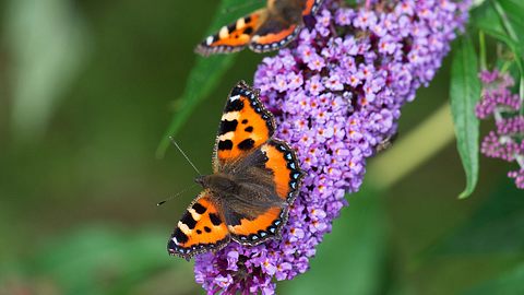 Sommerflieder schneiden - Foto: iStock/ZAKmac