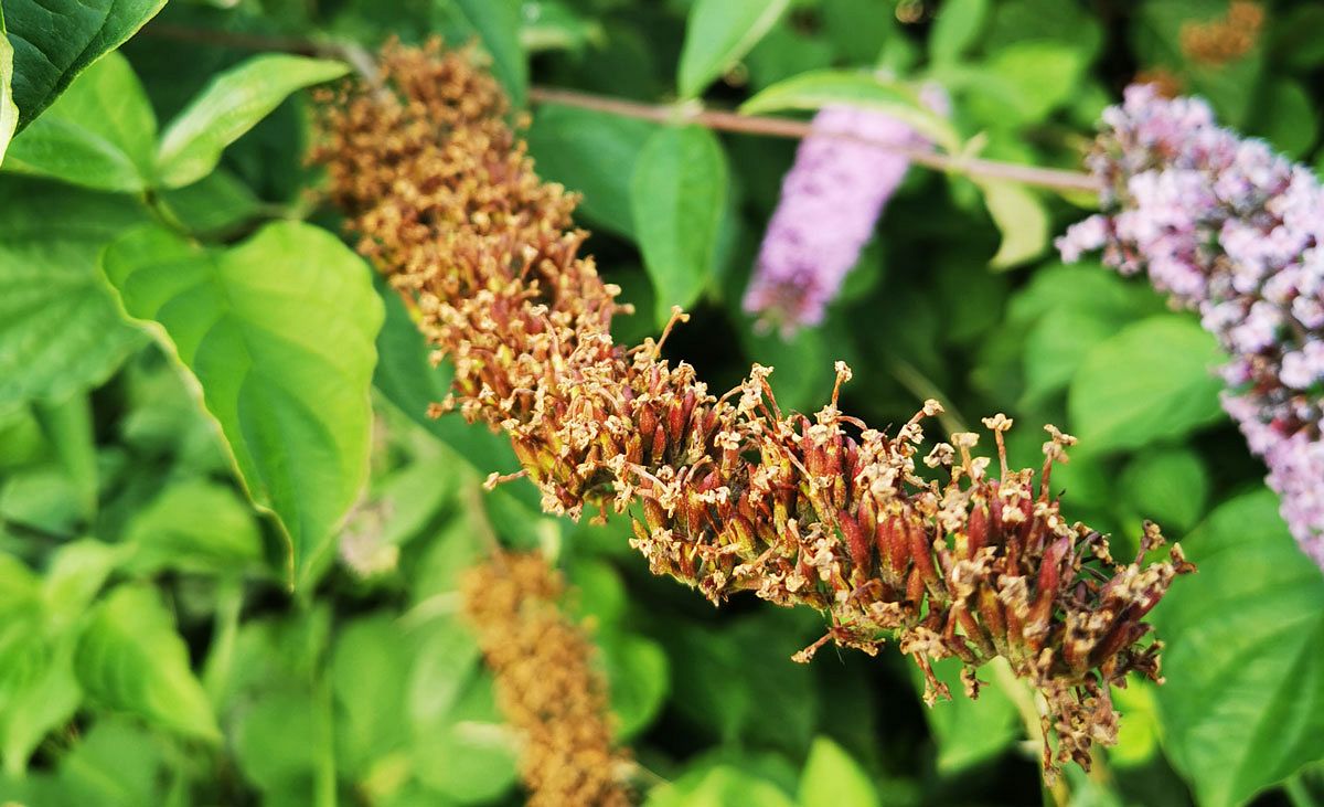 Sommerflieder schneiden