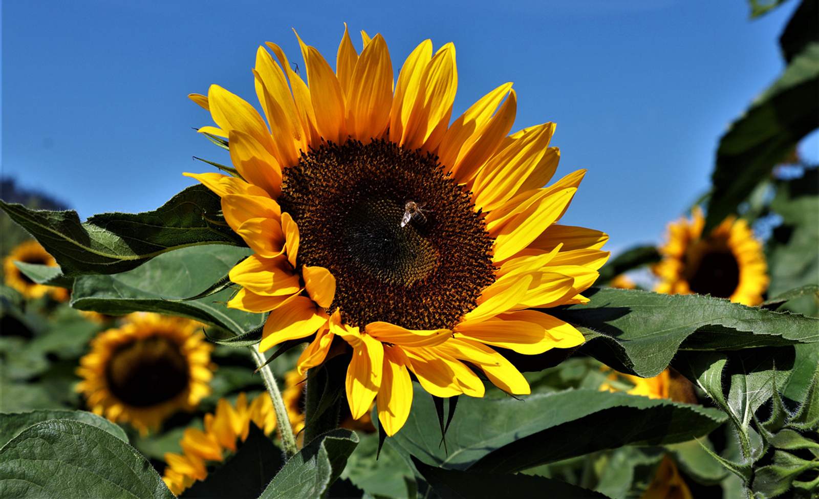Sonnenblumen pflanzen, säen und ernten selbst.de